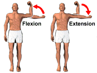 Postures and Direction of Movement